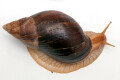 Lissachatina immaculata ssp. Mozambique adult